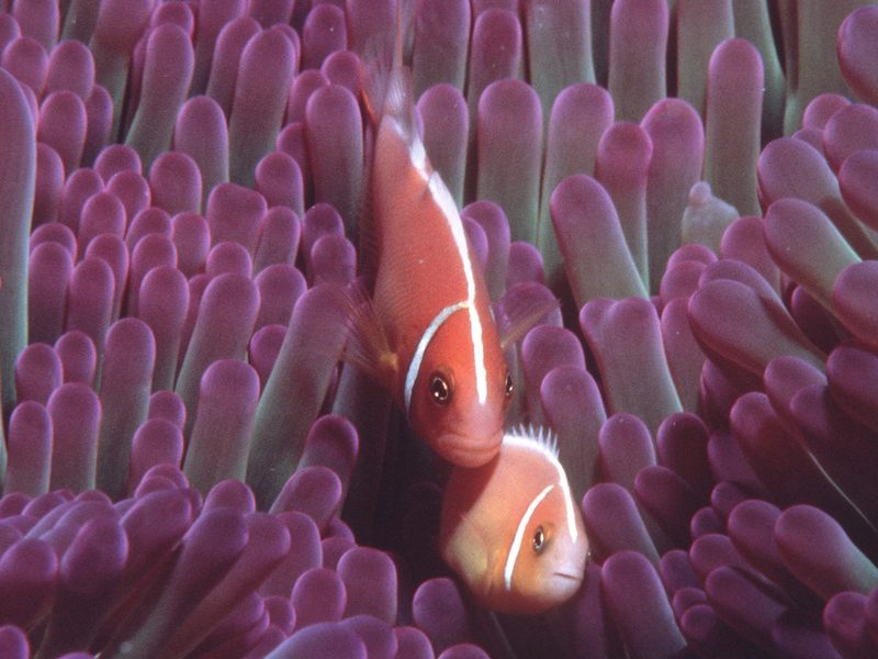 [Gallery CD01] Snuggles Coral Sea (Anemone Fishes); DISPLAY FULL IMAGE.