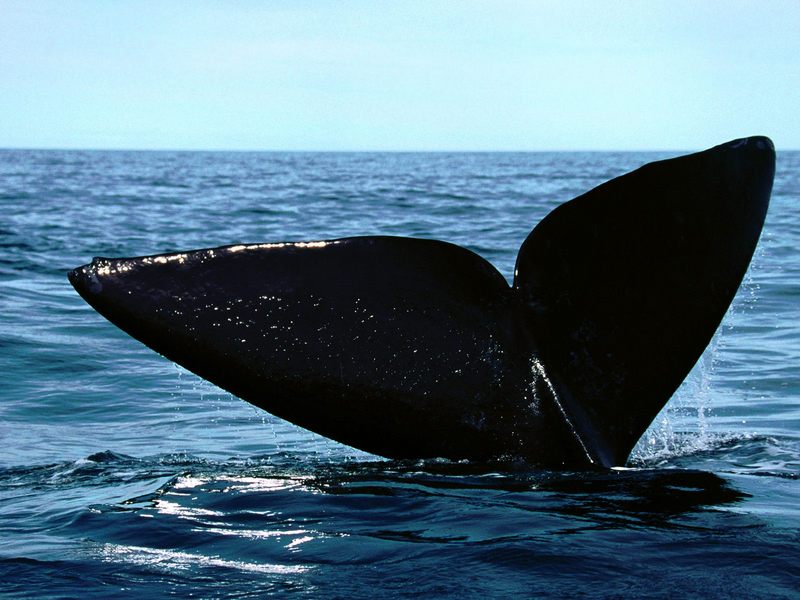 [Gallery CD01] Southern Right Whale; DISPLAY FULL IMAGE.