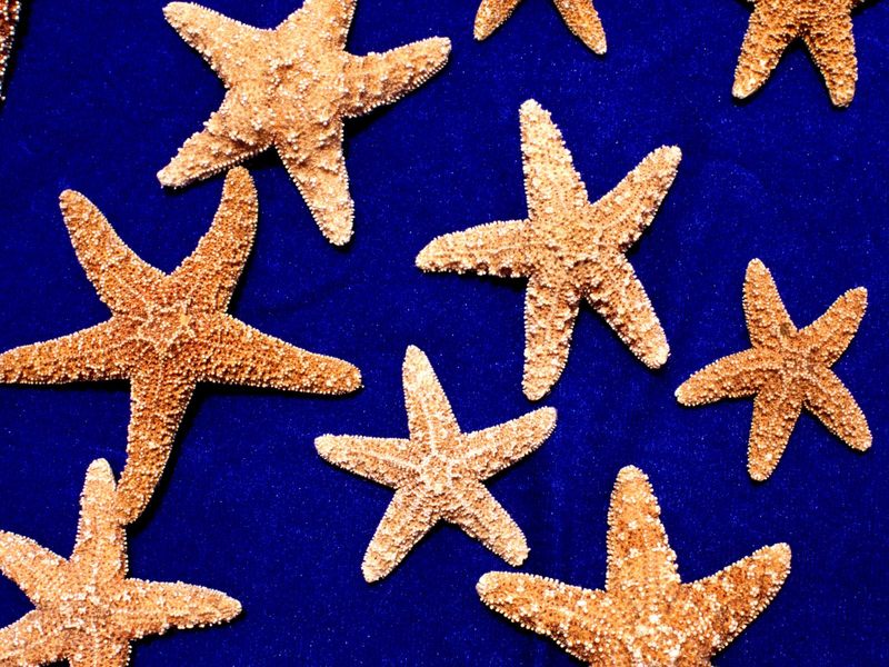 [Gallery CD01] Stargazing, Sea Stars; DISPLAY FULL IMAGE.
