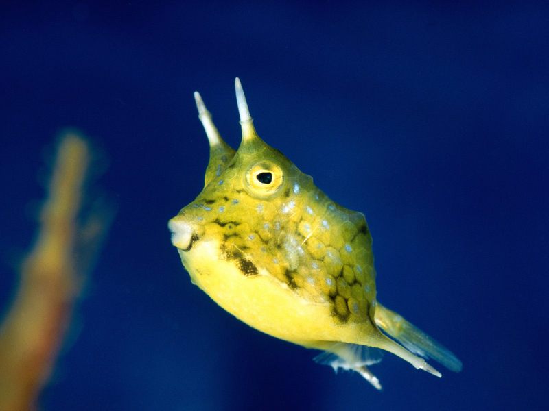 [Gallery CD01] Pucker Up Cowfish --> Longhorn Cowfish / Horned Boxfish (Lactoria cornuta) {!--뿔복-->; DISPLAY FULL IMAGE.
