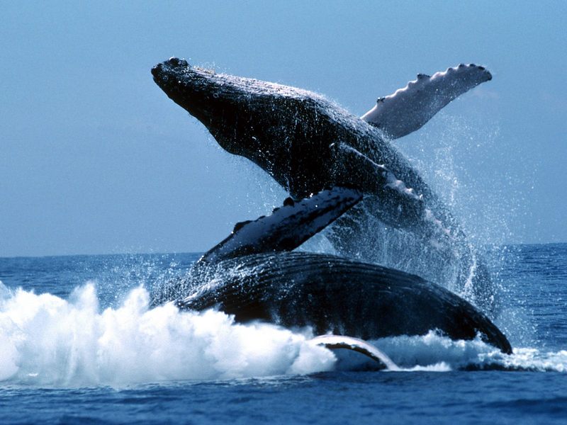 [Gallery CD01] Big Thrills, Kona, Hawaii (Humpback Whales); DISPLAY FULL IMAGE.