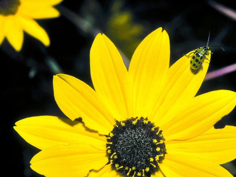 [Gallery CD01] Bug on Black-Eyed Susan, East Texas; DISPLAY FULL IMAGE.