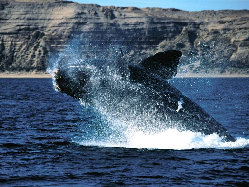 [Gallery CD01] Breaking Away, Right Whale; DISPLAY FULL IMAGE.