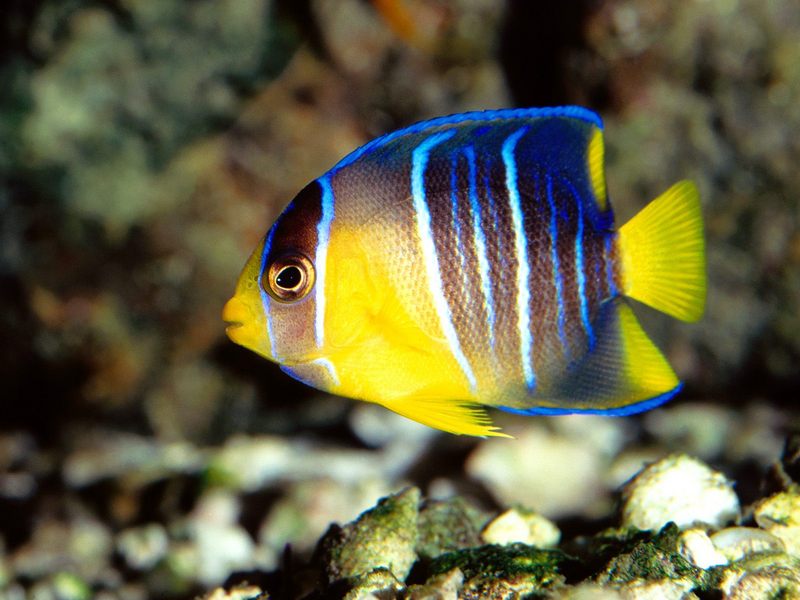 [Gallery CD01] Caribbean Blue Angelfish, Gulf Of Mexico; DISPLAY FULL IMAGE.