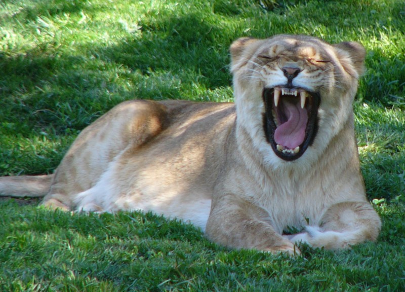 tired lions 1/3; DISPLAY FULL IMAGE.