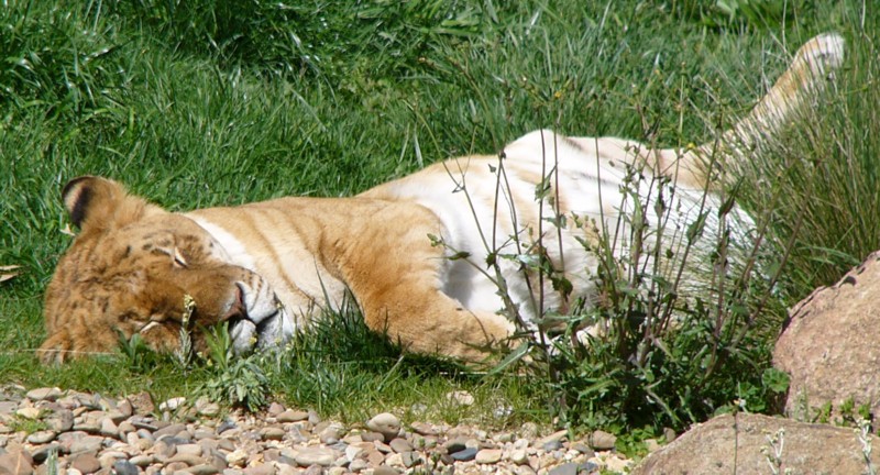 tired lions 2/3; DISPLAY FULL IMAGE.