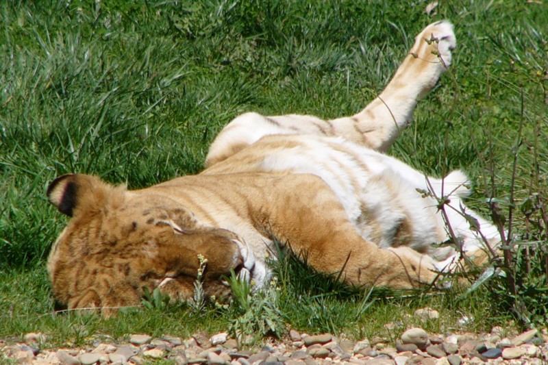 tired lions 3/3; DISPLAY FULL IMAGE.