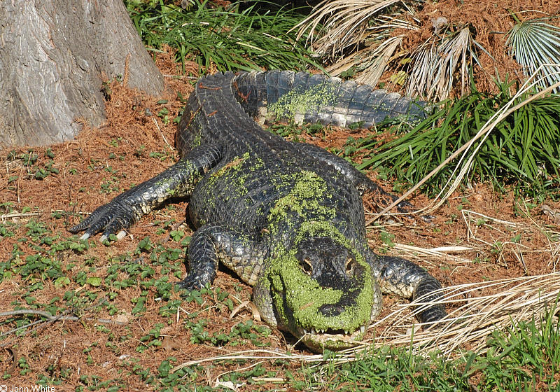 Misc Critters - gator (Alligator mississippiensis) - American alligator2.jpg; DISPLAY FULL IMAGE.