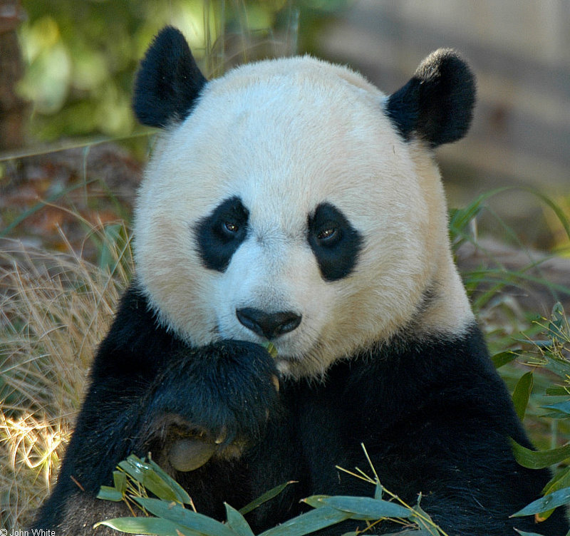 Misc Critters - Giant Panda (Ailuropoda melanoleuca)001.jpg; DISPLAY FULL IMAGE.