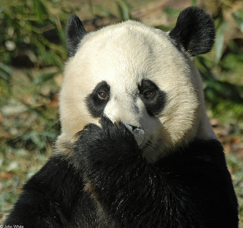 Misc Critters - Giant Panda (Ailuropoda melanoleuca)002.jpg; DISPLAY FULL IMAGE.