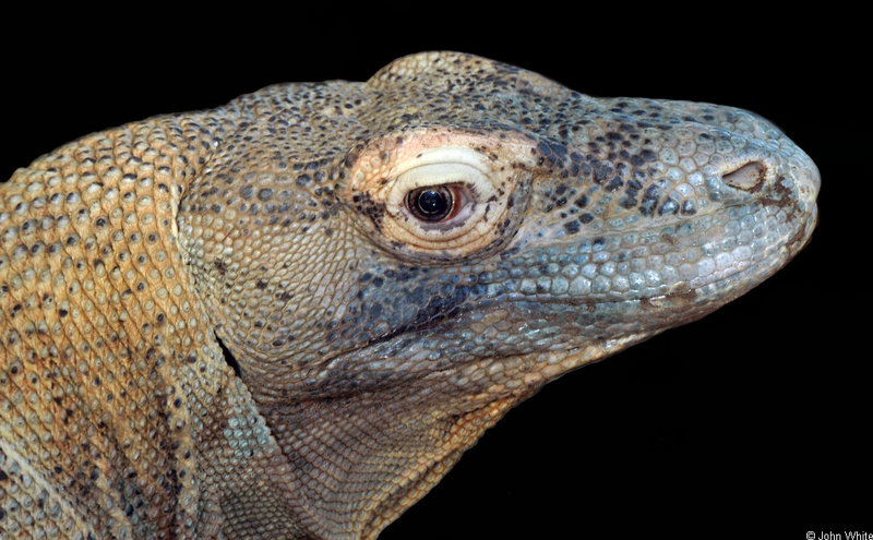 Misc Critters - Komodo Dragon (Varanus komodoensis)_close-up.jpg; DISPLAY FULL IMAGE.