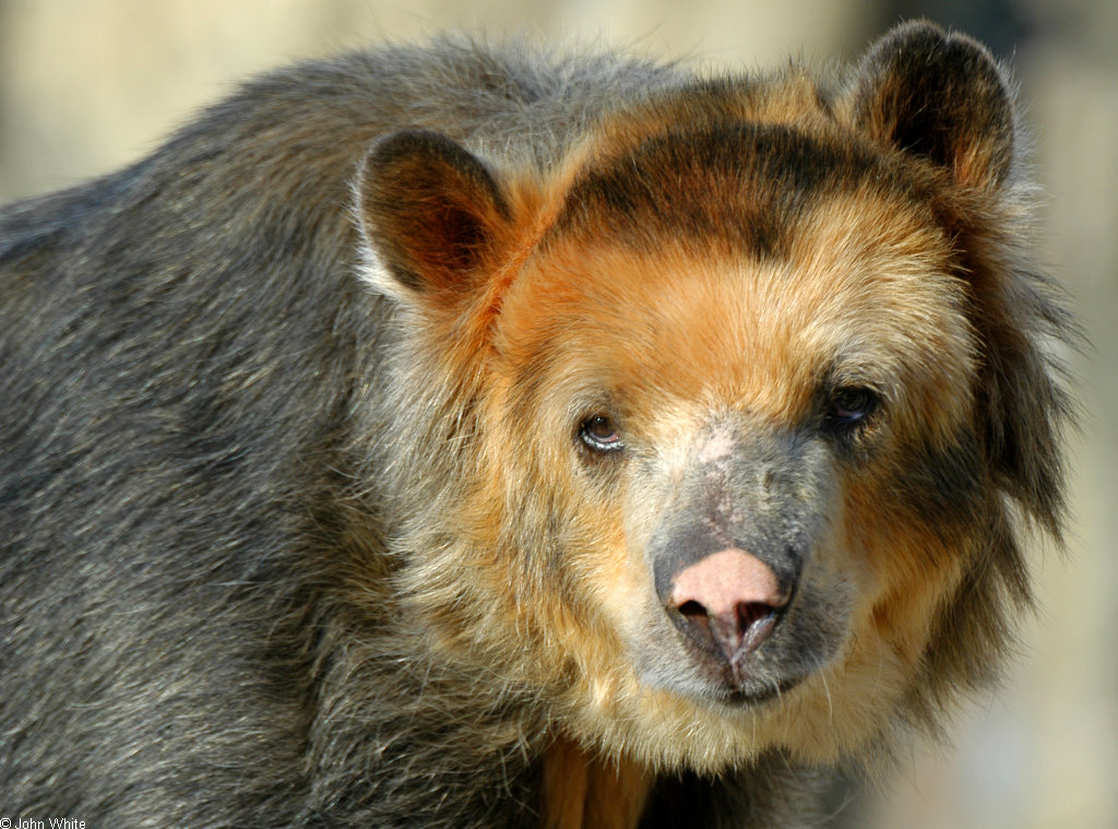Misc Critters - Spectacled Bear (Tremarctos ornatus).jpg; Image ONLY