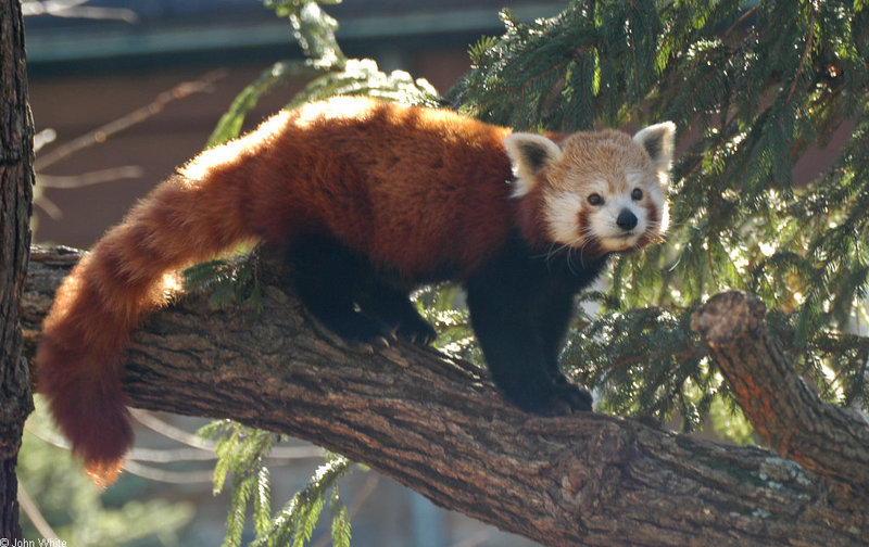 Misc Critters - red panda.jpg; DISPLAY FULL IMAGE.