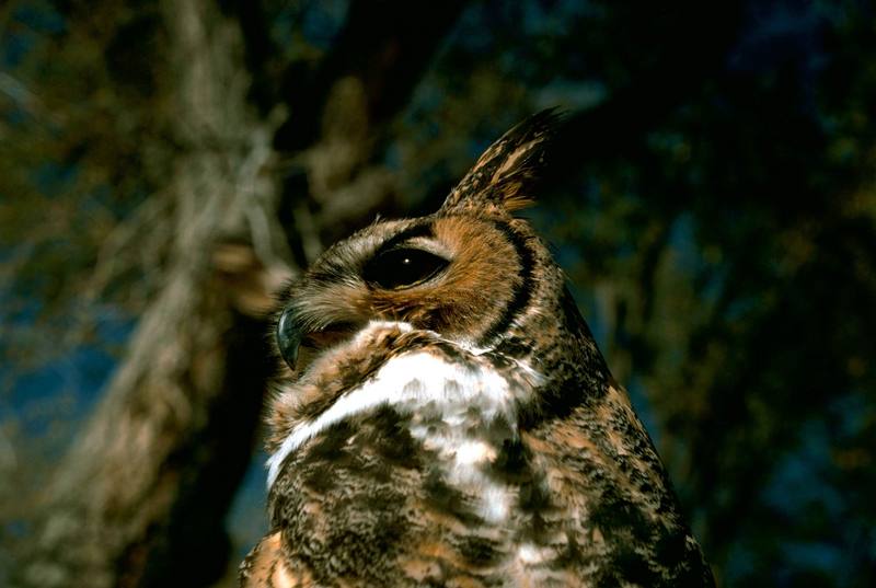 Great Horned Owl (Bubo virginianus) {!--큰뿔부엉이/아메리카수리부엉이-->; DISPLAY FULL IMAGE.