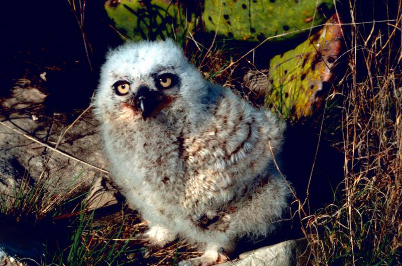 Great Horned Owlet (Bubo virginianus) {!--큰뿔부엉이/아메리카수리부엉이-->; DISPLAY FULL IMAGE.
