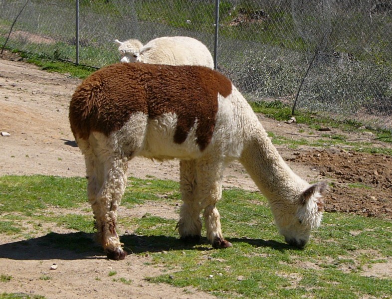 alpaca; DISPLAY FULL IMAGE.