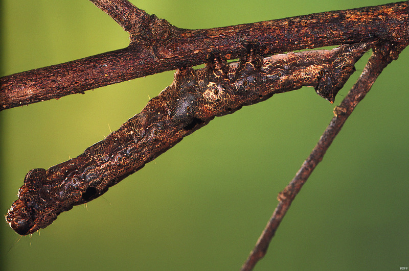 (MikeH_SFF_Nature) [03/20] Caterpillar; DISPLAY FULL IMAGE.