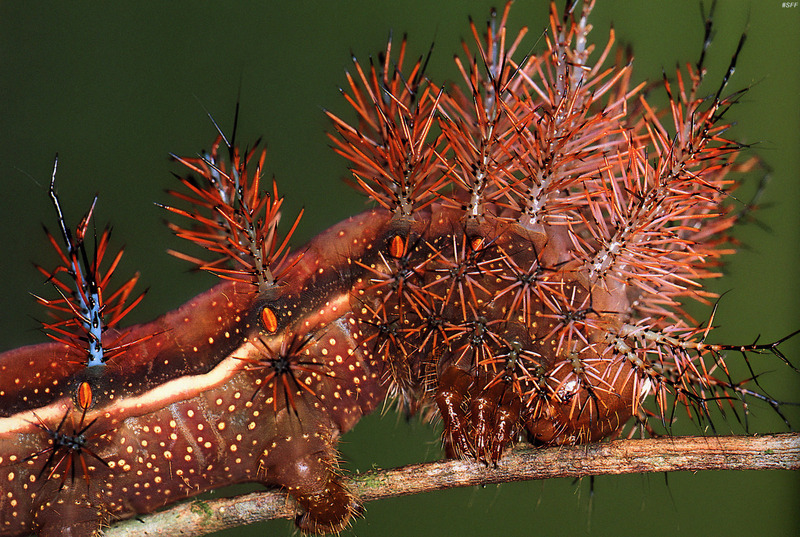 (MikeH_SFF_Nature) [05/20] Moth Caterpillar (Automeris banus); DISPLAY FULL IMAGE.