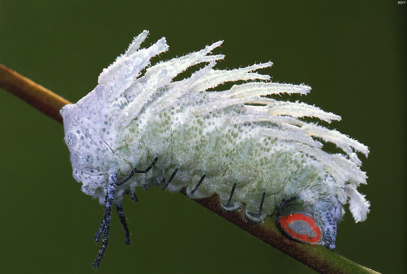 (MikeH_SFF_Nature) [06/20] Giant Atlas Moth Caterpillar (Attacus atlas); DISPLAY FULL IMAGE.