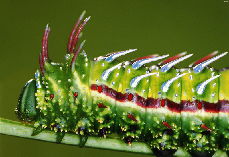 (MikeH_SFF_Nature) [08/20] Moth Caterpillar (Syssphinx mexicana); DISPLAY FULL IMAGE.