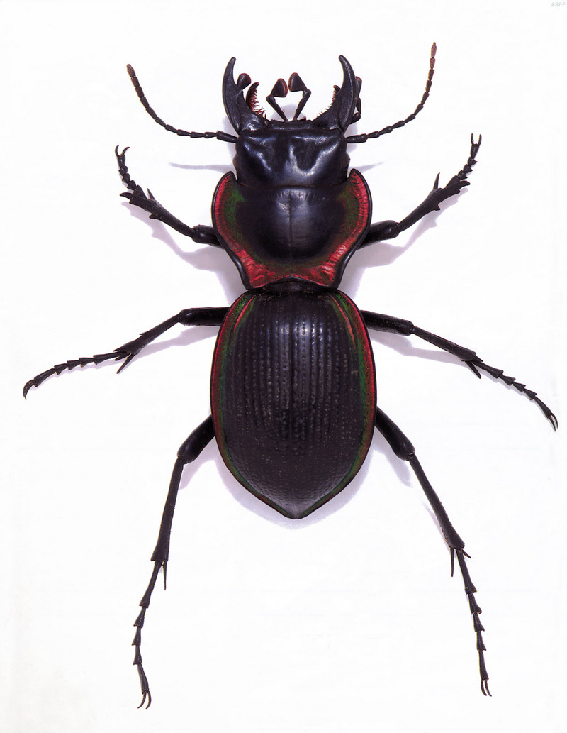 (MikeH_SFF_Nature) [09/20] Beetle; DISPLAY FULL IMAGE.