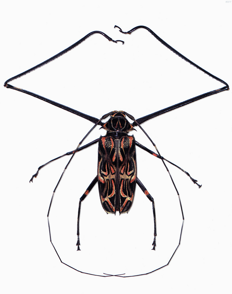 (MikeH_SFF_Nature) [10/20] Longicorn Beetle; DISPLAY FULL IMAGE.