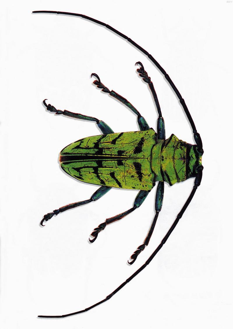 (MikeH_SFF_Nature) [11/20] Longicorn Beetle; DISPLAY FULL IMAGE.