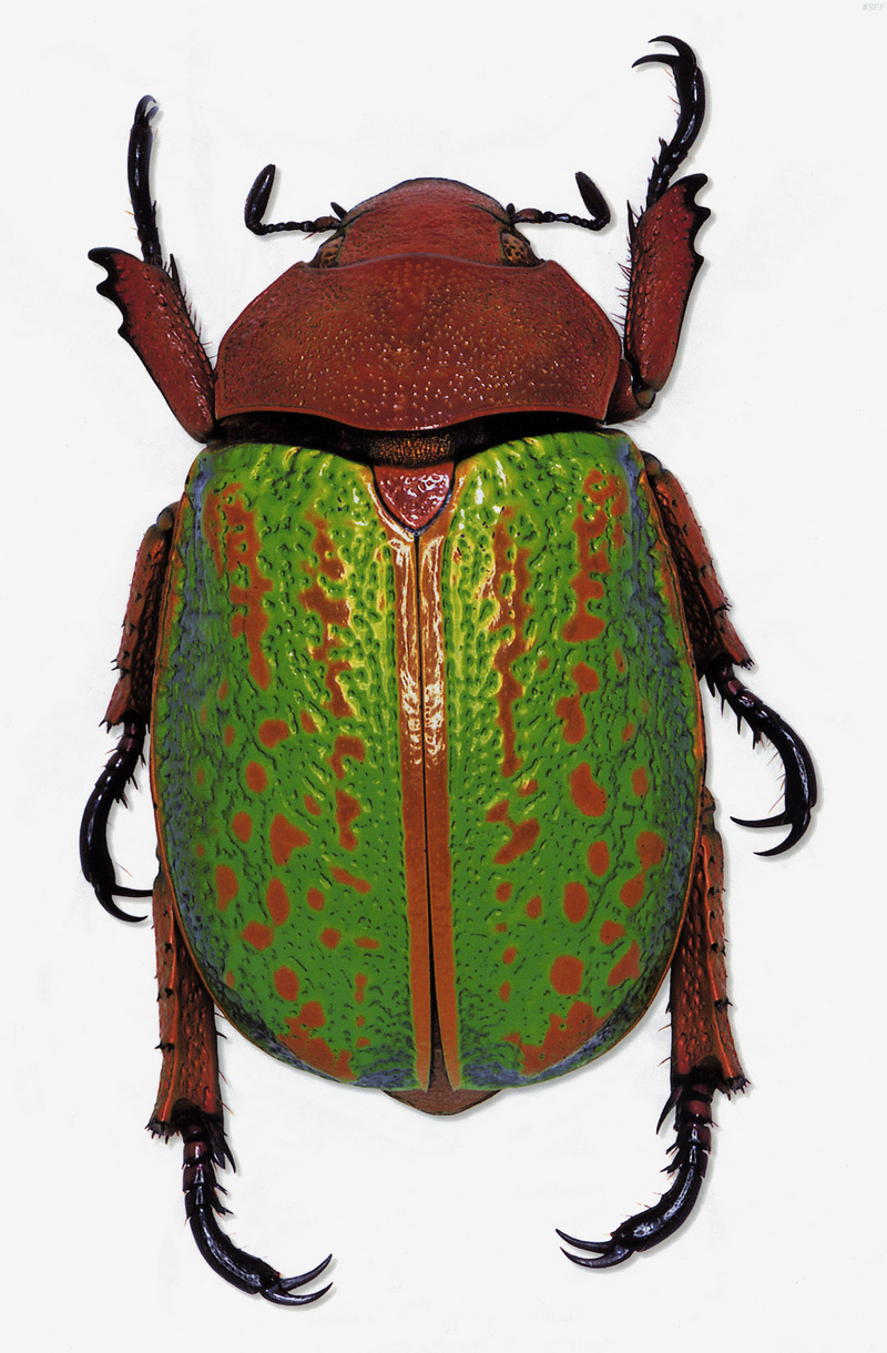 (MikeH_SFF_Nature) [12/20] Beetle; DISPLAY FULL IMAGE.