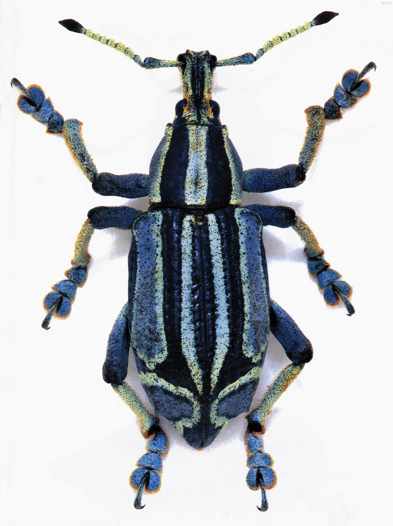 (MikeH_SFF_Nature) [14/20] Beetle (Weevil); DISPLAY FULL IMAGE.