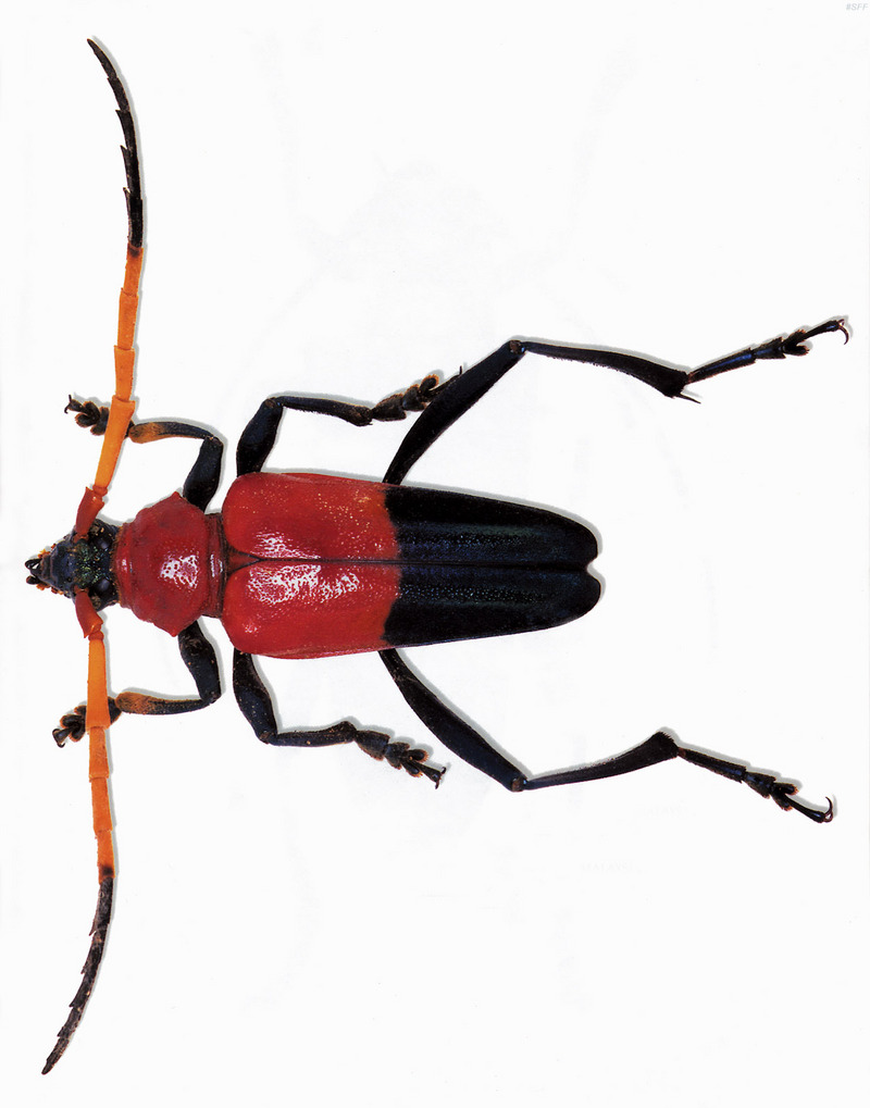(MikeH_SFF_Nature) [15/20] Longicorn Beetle; DISPLAY FULL IMAGE.