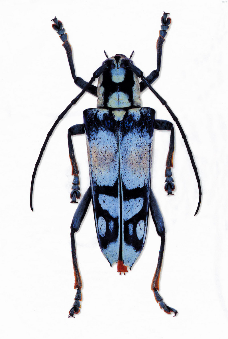(MikeH_SFF_Nature) [16/20] Longicorn Beetle; DISPLAY FULL IMAGE.