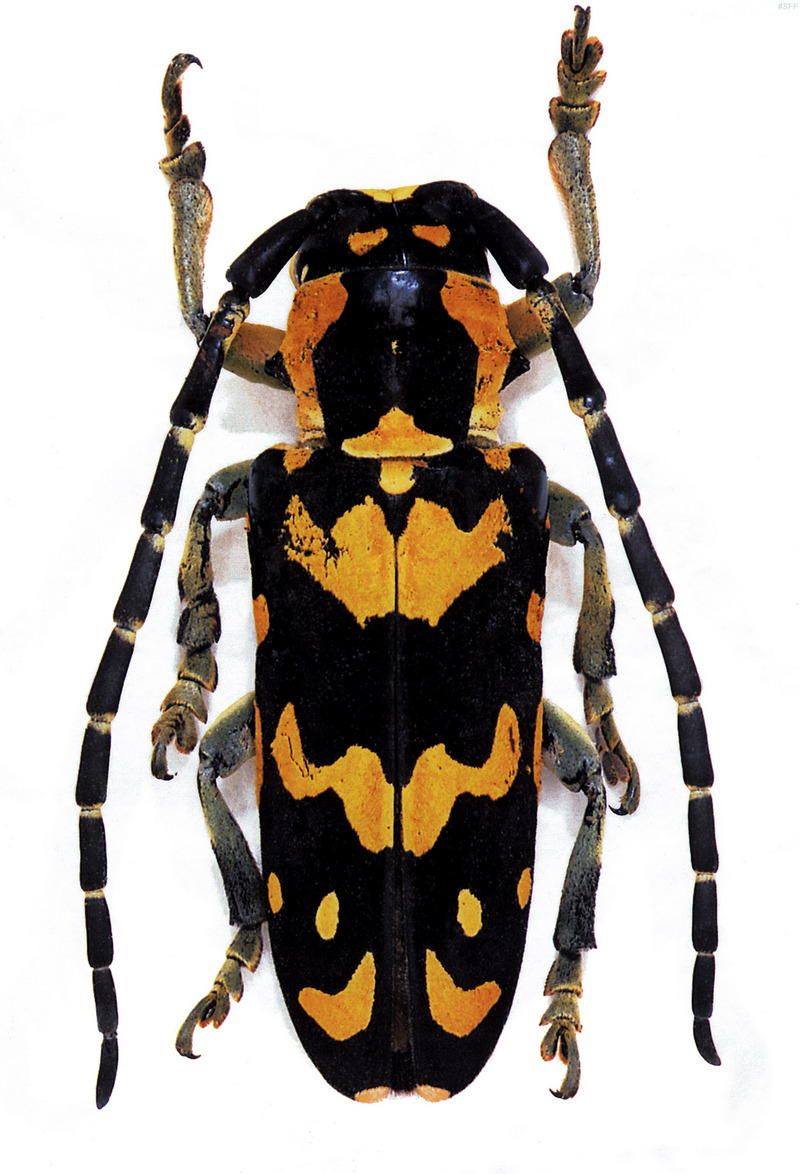 (MikeH_SFF_Nature) [17/20] Longicorn Beetle; DISPLAY FULL IMAGE.