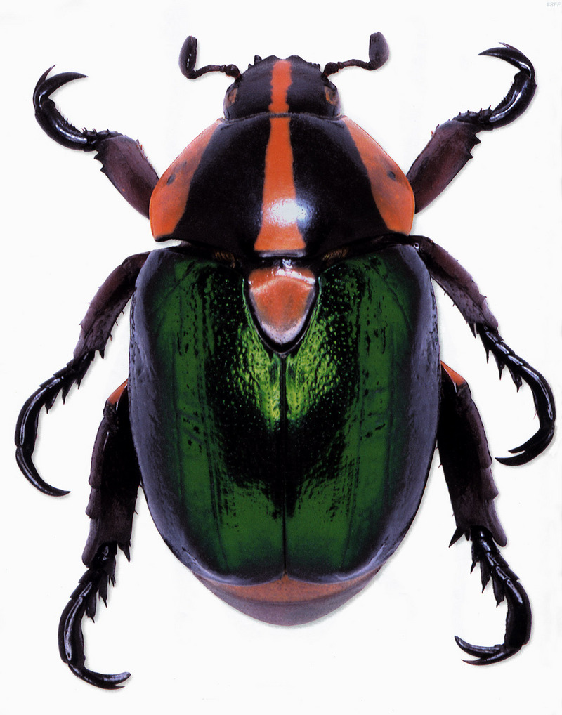 (MikeH_SFF_Nature) [18/20] Beetle; DISPLAY FULL IMAGE.