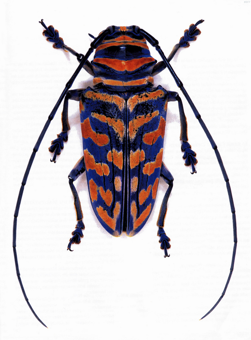 (MikeH_SFF_Nature) [19/20] Longicorn Beetle; DISPLAY FULL IMAGE.