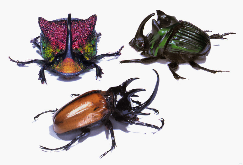 (MikeH_SFF_Nature) [20/20] Beetles; DISPLAY FULL IMAGE.