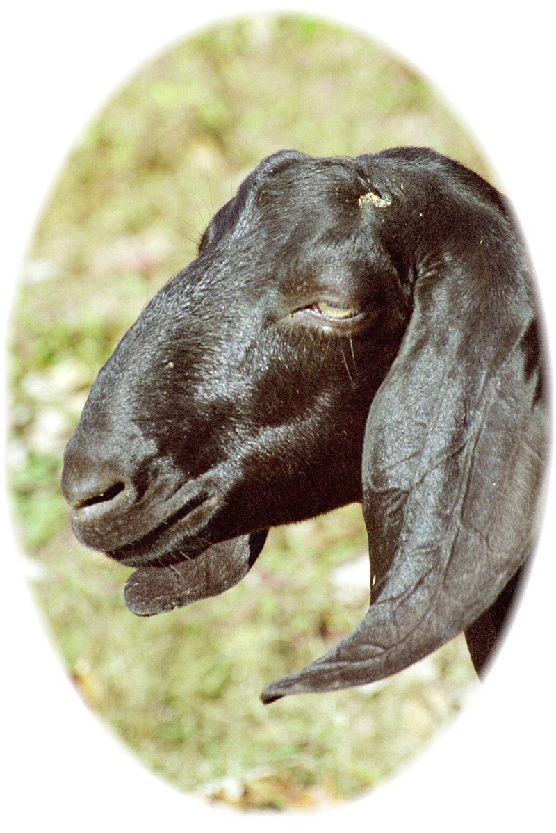 goats; DISPLAY FULL IMAGE.