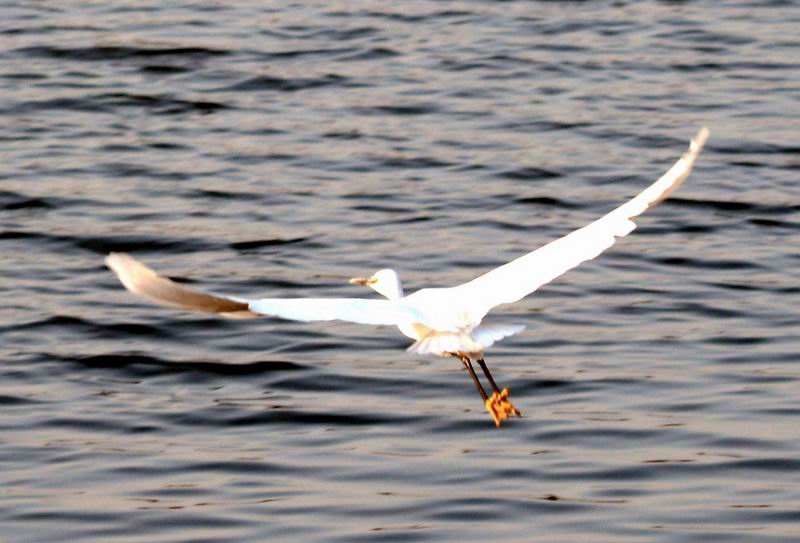 Little Egret in flight {!--쇠백로의 비행-->; DISPLAY FULL IMAGE.