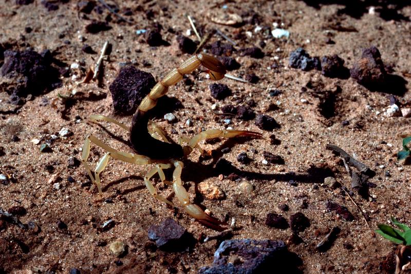 Scorpion, Arizona {!--전갈(미국 아리조나)-->; DISPLAY FULL IMAGE.