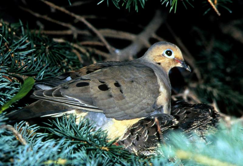 Mourning Dove on nest (Zenaida macroura) {!--긴꼬리비둘기-->; DISPLAY FULL IMAGE.