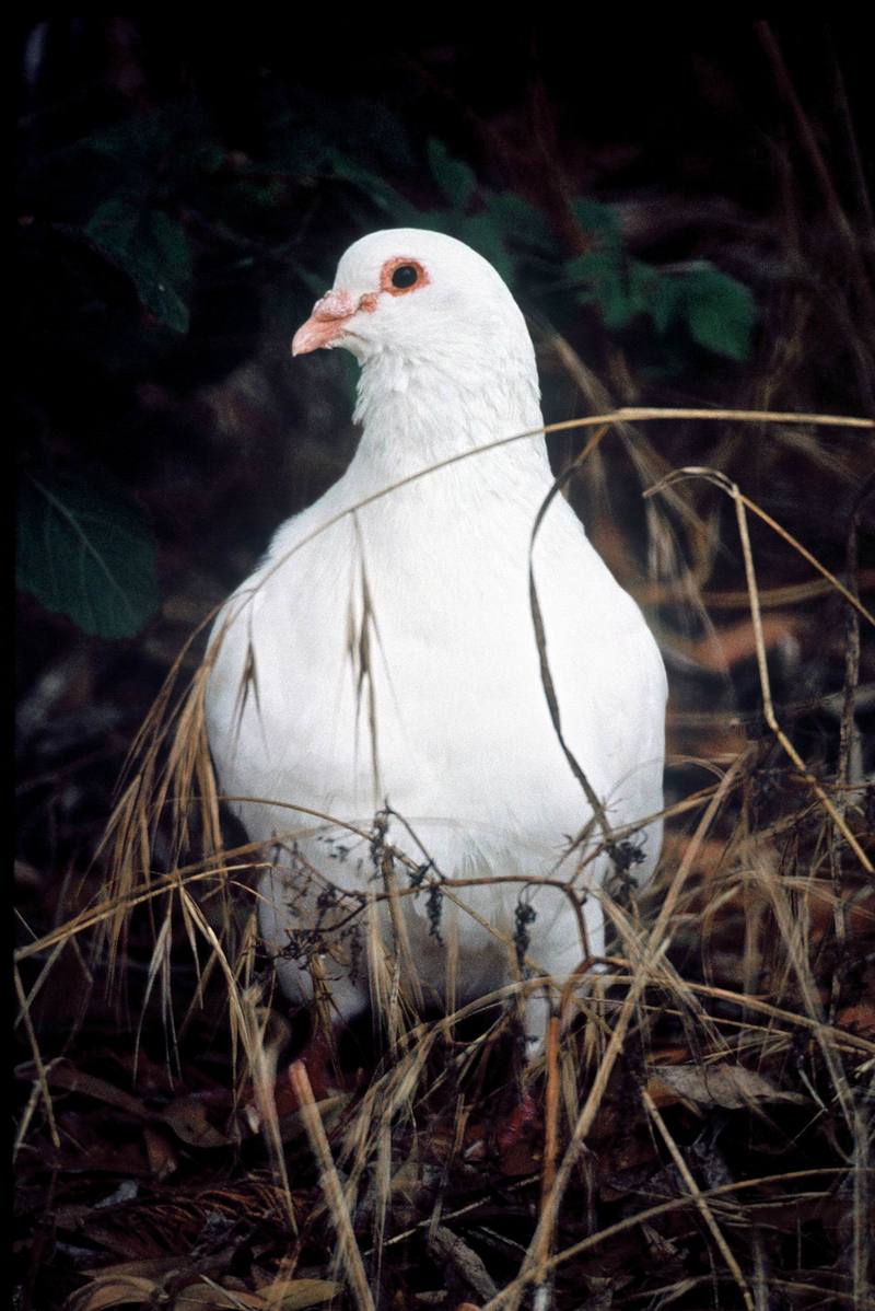 Rock Dove (Columba livia) {!--집비둘기,흰비둘기-->; DISPLAY FULL IMAGE.