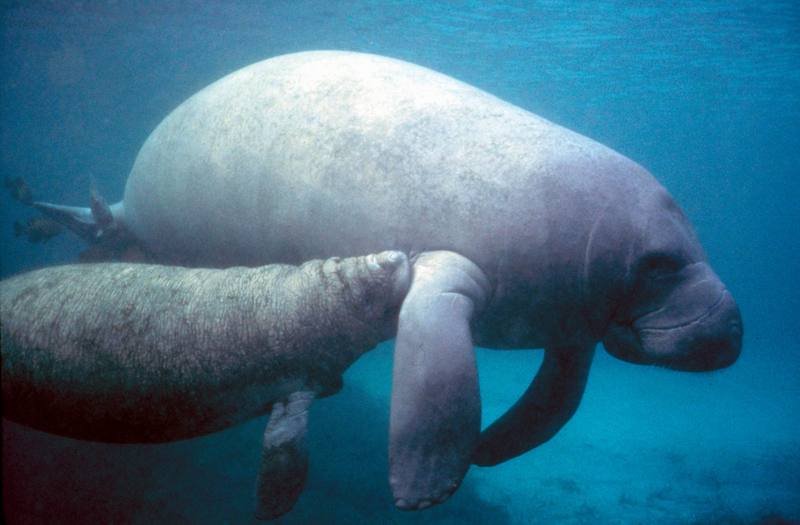 West Indian Manatee mother and calf (Trichechus manatus) {!--카리브바다소,해우(海牛)-->; DISPLAY FULL IMAGE.