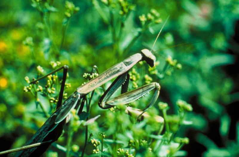 Praying Mantis {!--사마귀(미국)-->; DISPLAY FULL IMAGE.