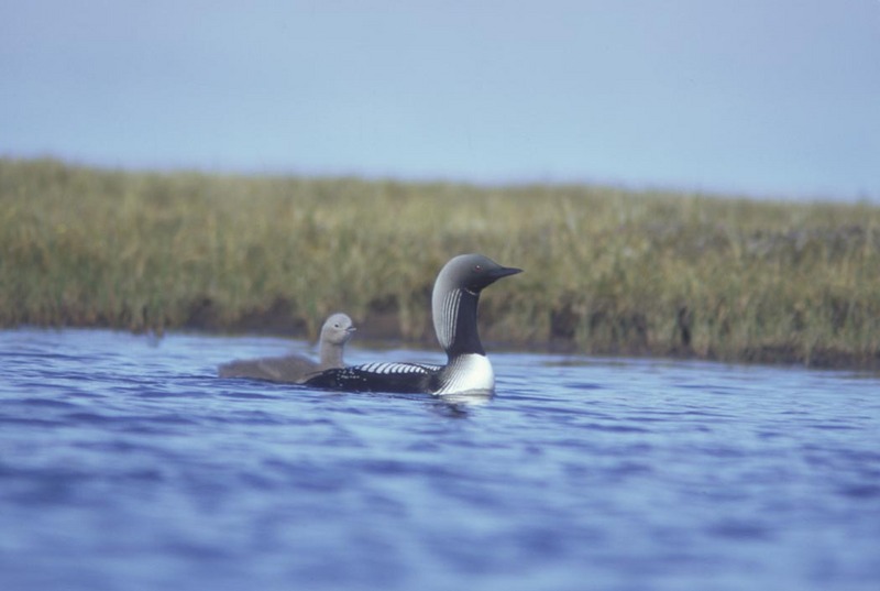 Arctic Loon & chick (Gavia arctica) {!--큰회색머리아비-->; DISPLAY FULL IMAGE.