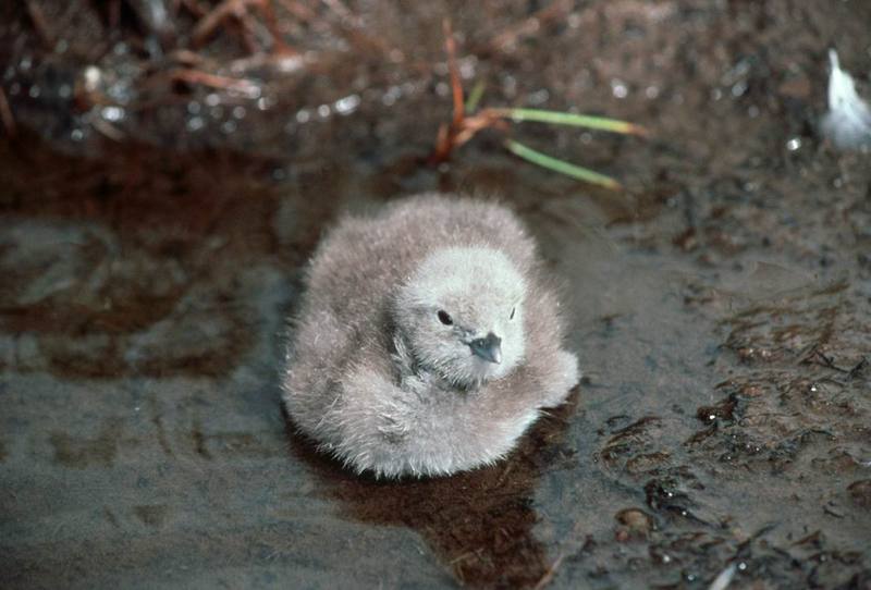 Pacific Loon chick (Gavia pacifica) {!--회색머리아비-->; DISPLAY FULL IMAGE.