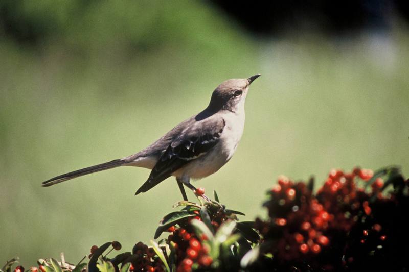 Northern Mockingbird (Mimus polyglottos) {!--흉내지빠귀(북미)-->; DISPLAY FULL IMAGE.