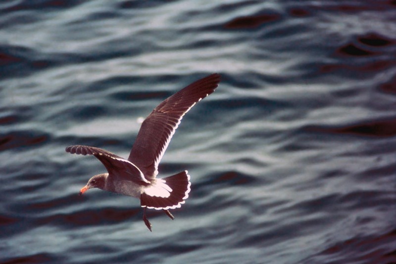 California Gull juvenile (Larus californicus) {!--캘리포니아갈매기-->; DISPLAY FULL IMAGE.