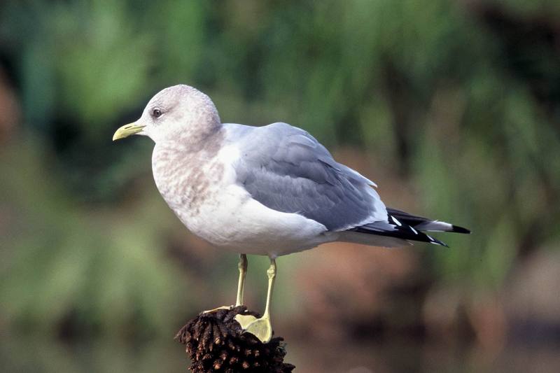 Common Gull (Larus canus) {!--갈매기-->; DISPLAY FULL IMAGE.