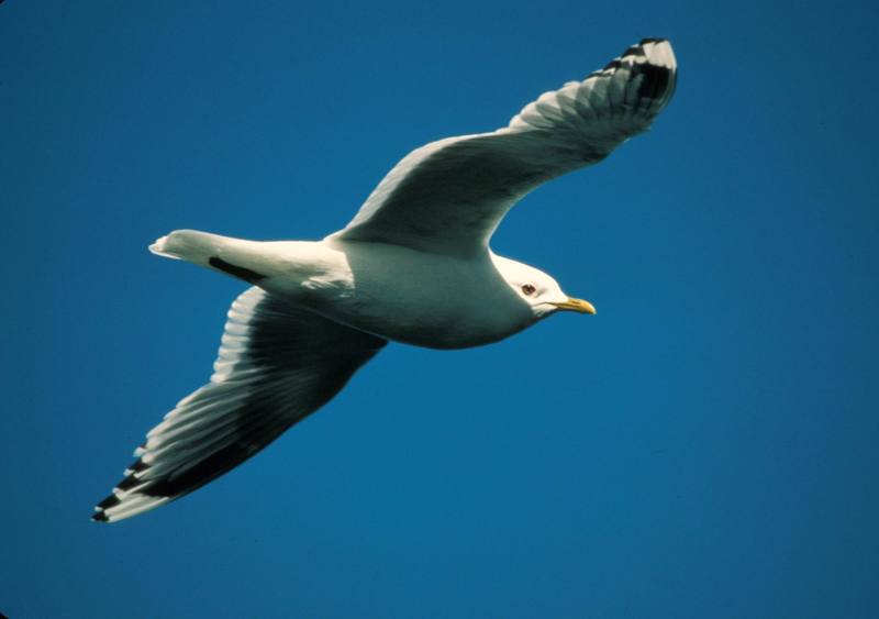 Common Gull flying (Larus canus) {!--갈매기-->; DISPLAY FULL IMAGE.