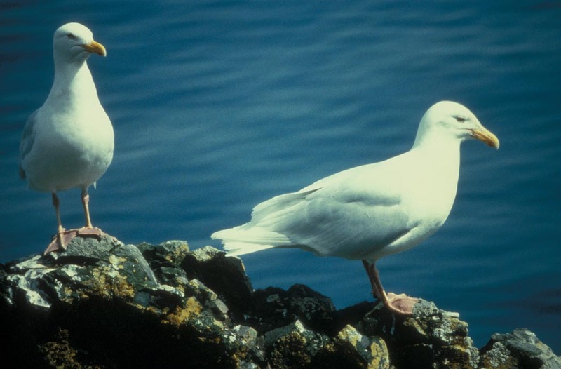 Glaucous Gull pair (Larus hyperboreus) {!--흰갈매기-->; DISPLAY FULL IMAGE.