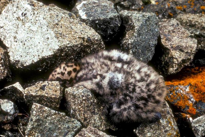 Glaucous-winged Gull chick (Larus glaucescens) {!--수리갈매기-->; DISPLAY FULL IMAGE.